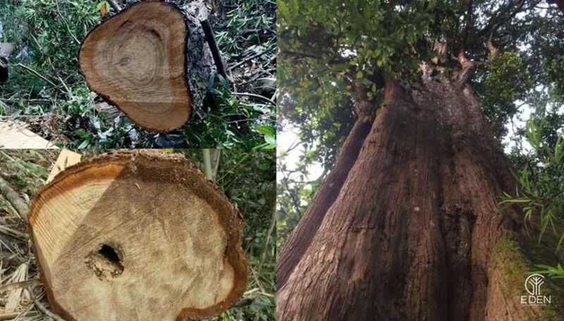 Gỗ Pơ Mu Là Gì và Nguồn Gốc?