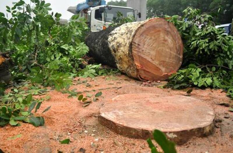 Gỗ Xà Cừ là gì và đặc điểm nhận biết?